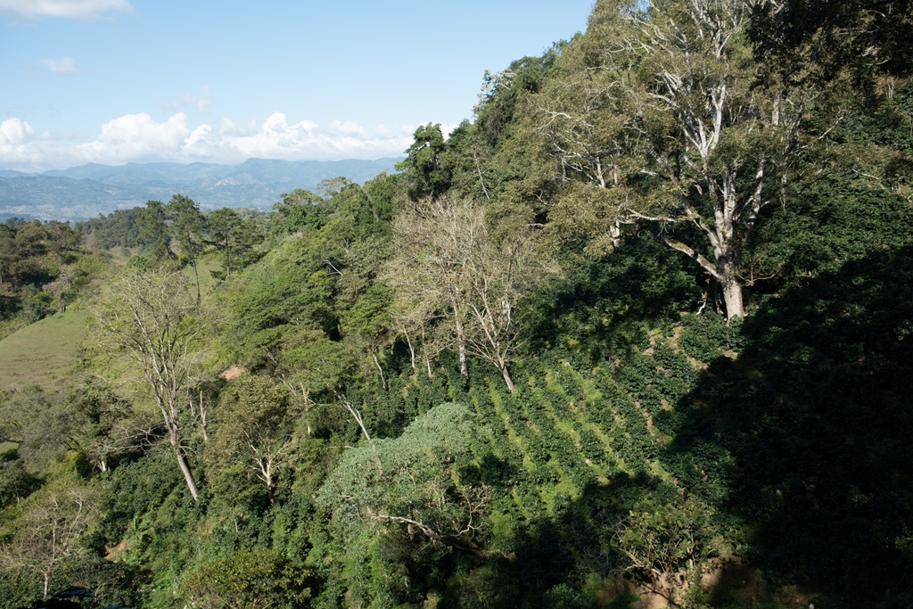 ally_open's tweet photo. Scenes from Katia Duke's Finca San Isidro in Copán, Honduras.

You can find San Isidro Anaerobic Red Honey available now in our Reserve Lot collection and as green or roasted samples on our site! Visit the link to learn more.
https://t.co/dpvmMqxbix https://t.co/TFSd3wSkvv