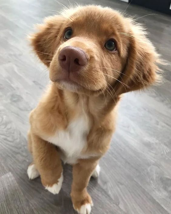 BestForPets4's tweet image. Rise and shine! 🌞 Breakfast is served and ready to fuel us for an exciting week ahead! 🍴🐾💪 Let&apos;s start our day like this happy pup and make the most of it! #MondayMotivation #dogsoftwitter #DogLover