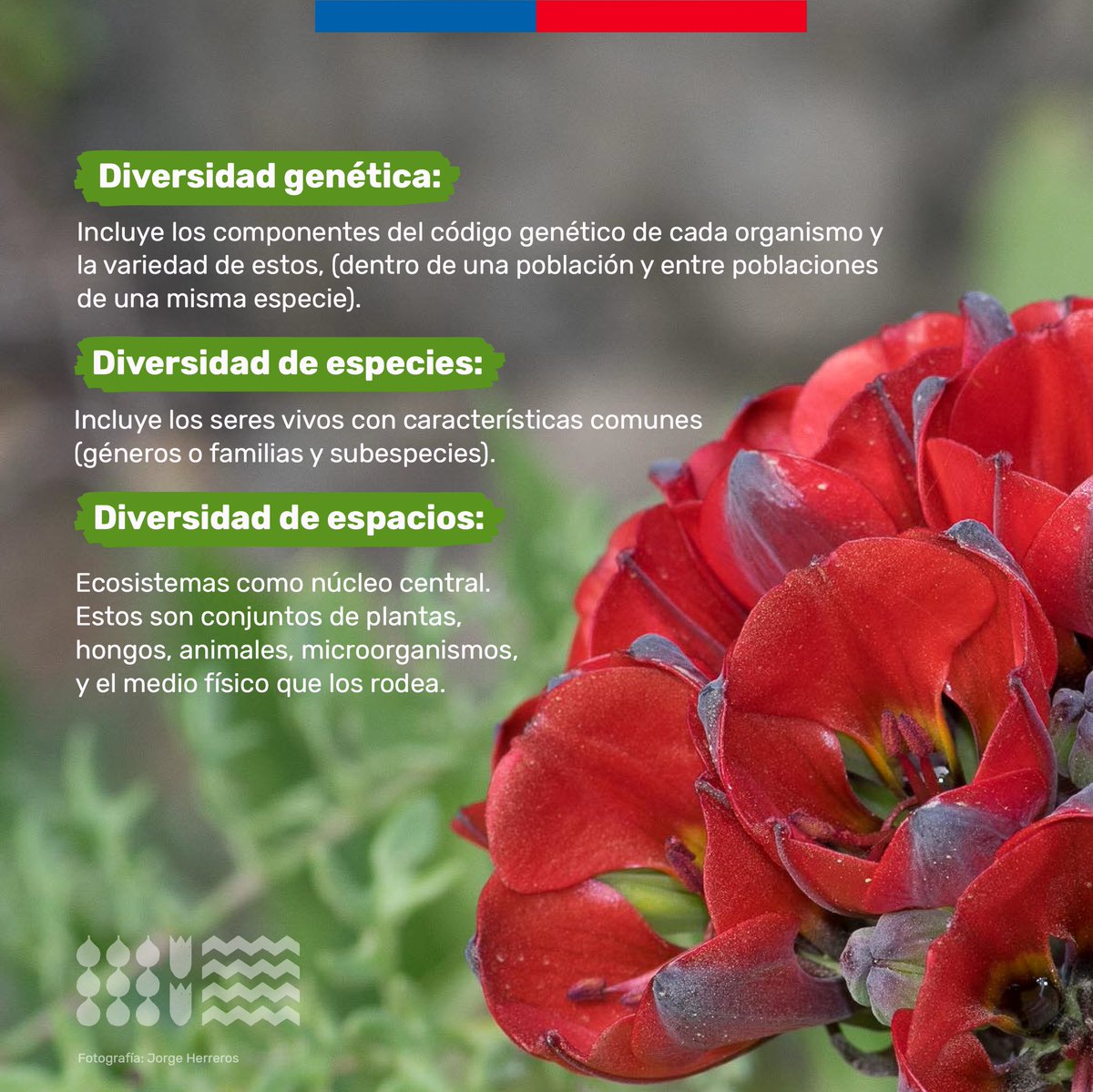MMAAntofagasta's tweet photo. Hoy se conmemora el #DíaInternacionaldelaBiodiversidad🌱

Como @GobiernodeChile  mantenemos nuestro compromiso por la conservación de la rica biodiversidad nuestro país y seguimos impulsando el proyecto de ley que crea el Servicio de Biodiversidad y Áreas Protegidas. https://t.co/dVLTo2jiPe