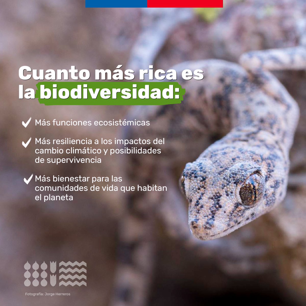 MMAAntofagasta's tweet photo. Hoy se conmemora el #DíaInternacionaldelaBiodiversidad🌱

Como @GobiernodeChile  mantenemos nuestro compromiso por la conservación de la rica biodiversidad nuestro país y seguimos impulsando el proyecto de ley que crea el Servicio de Biodiversidad y Áreas Protegidas. https://t.co/dVLTo2jiPe