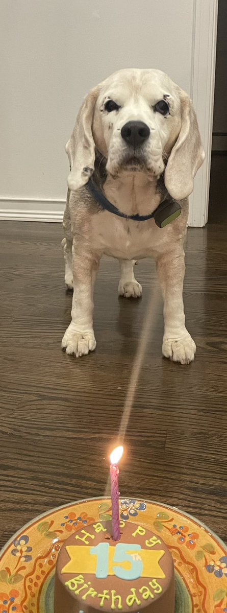 jondanziger's tweet photo. After more than 16 years, he said his final goodbye to us this weekend. Our hearts are broken, and may never heal. 

Goodbye, and thank you, my sweet, sweet boy. We were so fortunate to have you as part of our family for so long. You were loved. https://t.co/xdCLJ0SVb7