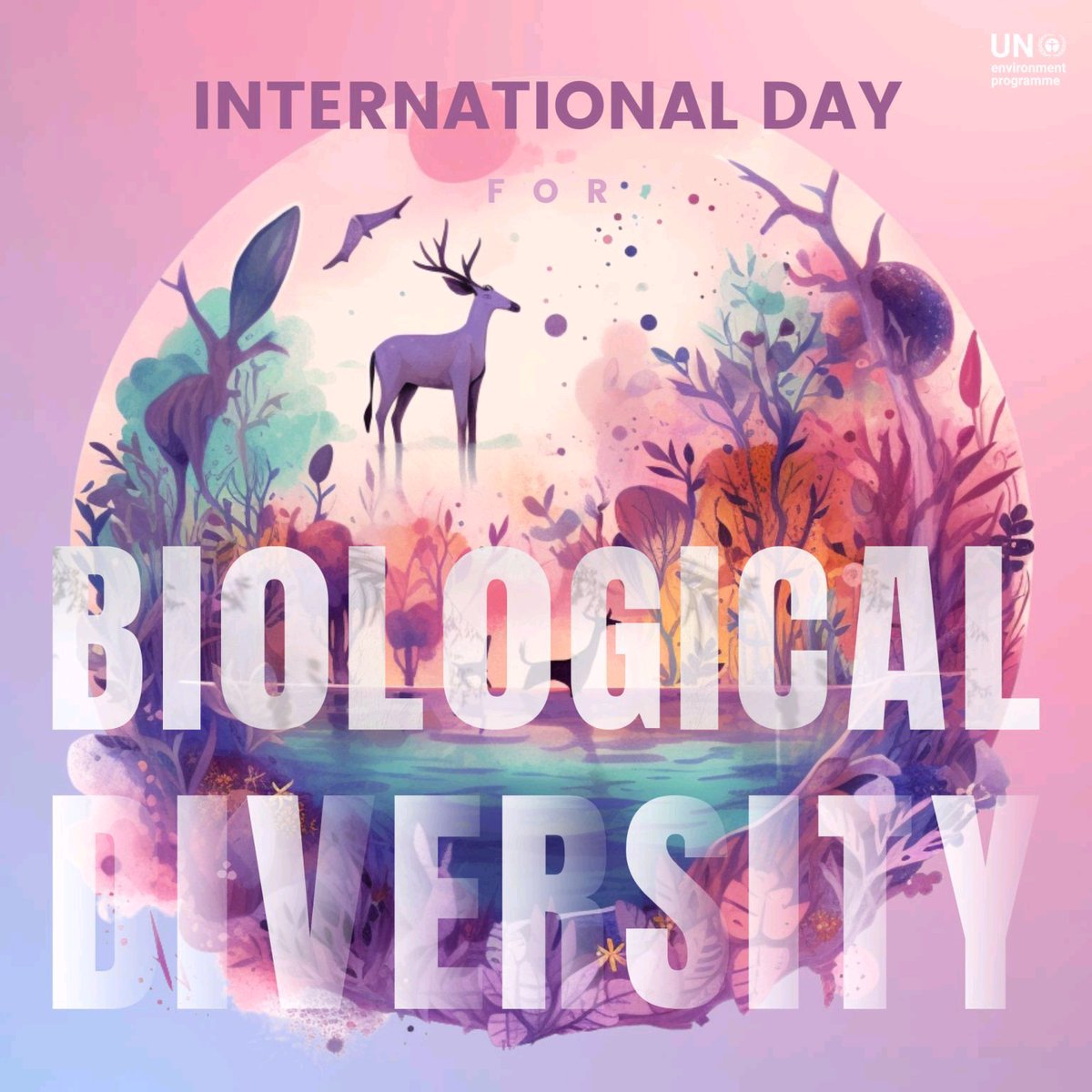 NanjalaRay's tweet photo. Happy International Day of Biological Diversity 
#Conservation #Diversity #restoration  #birds https://t.co/PQngOMNJQr