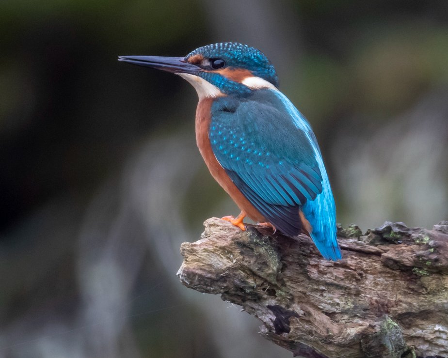 To celebrate UN #BiodiversityDay2023 we are very excited to share a virtual biodiversity tour of our Limerick Cement Factory. See the diverse range of habitats and some of the wonderful species on site. Enjoy! #biodiversity #NaturePositive
irishcement.ie/limerick360tou…