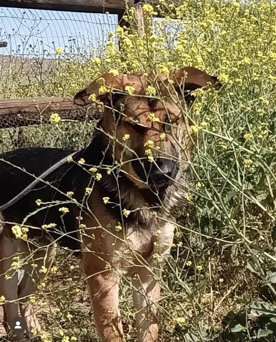 Iza_2021's tweet photo. ๐Pupdate๐
Lonzo sweetheart will be soon an Emotional Support Animal ๐ฅน๐Looking forward to see his sweet and kind personality coming out in his #fureverhome
#A5541932 #esadogs #downeydogs #euthanasiasurvivor #adoptdontshop #esadogssavelives #gsd #germanshepherd https://t.co/OUUAL9EVs3