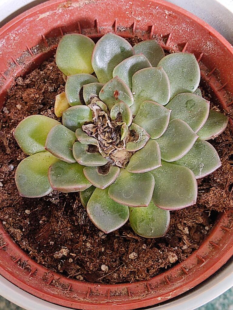 AirtonJobs's tweet photo. Is it dead or is there a way to save it? via /r/succulents https://t.co/Tp6WJVwqxv https://t.co/JezvM1SVzE