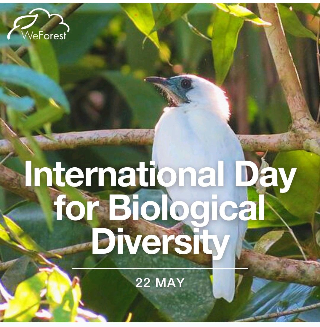 NanjalaRay's tweet photo. Happy International Day of Biological Diversity 
#Conservation #Diversity #restoration  #birds https://t.co/PQngOMNJQr