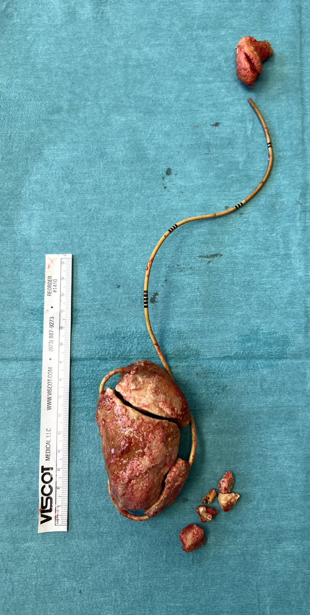 Nina Harke tweet media