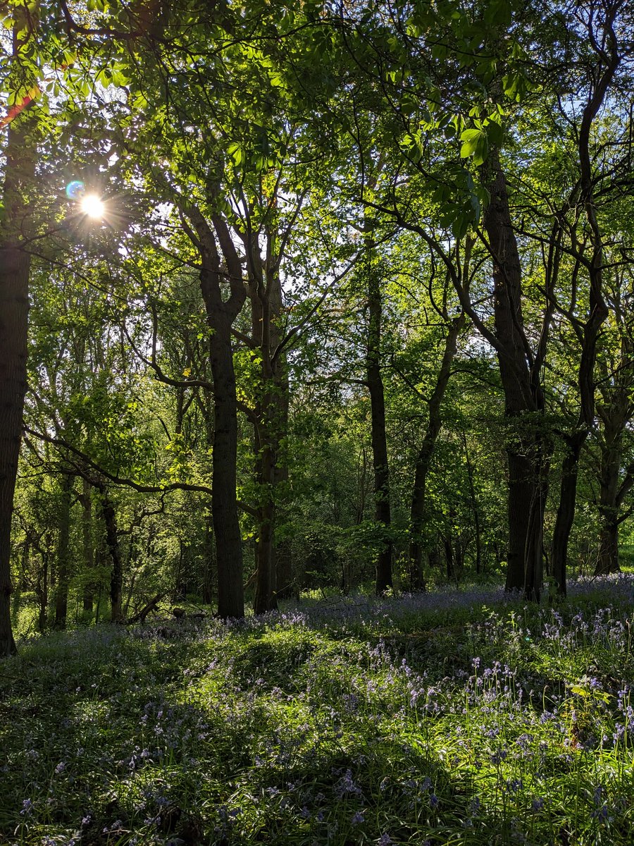 inkatiesgarden's tweet photo. Exploring with my little guy 🌳
When we walk under trees he constantly looks up at the treetops and puts his hands in the air trying to reach the leaves 💚
#inkatiesgarden #exploring #littleexplorer #babyandme #woodland #getexploring #ukforrest #wildlifepage #adventure https://t.co/bNzKOdv9Ch
