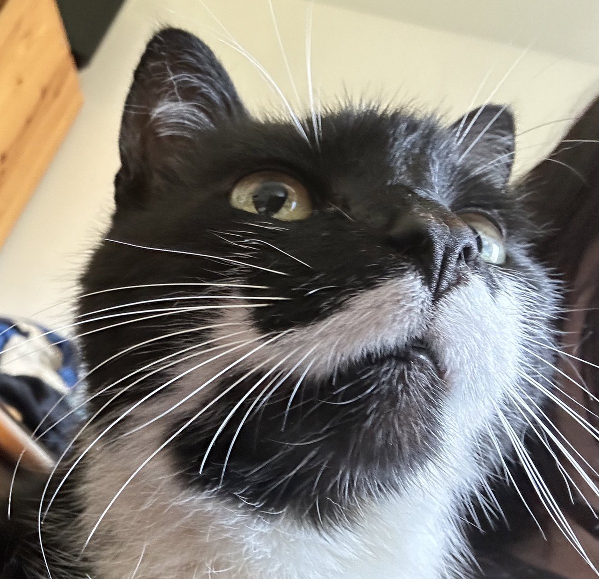 LIN  // My nosy cat ghost:) 

<a href="/samuelroukin/">Samuel Roukin (official)</a>