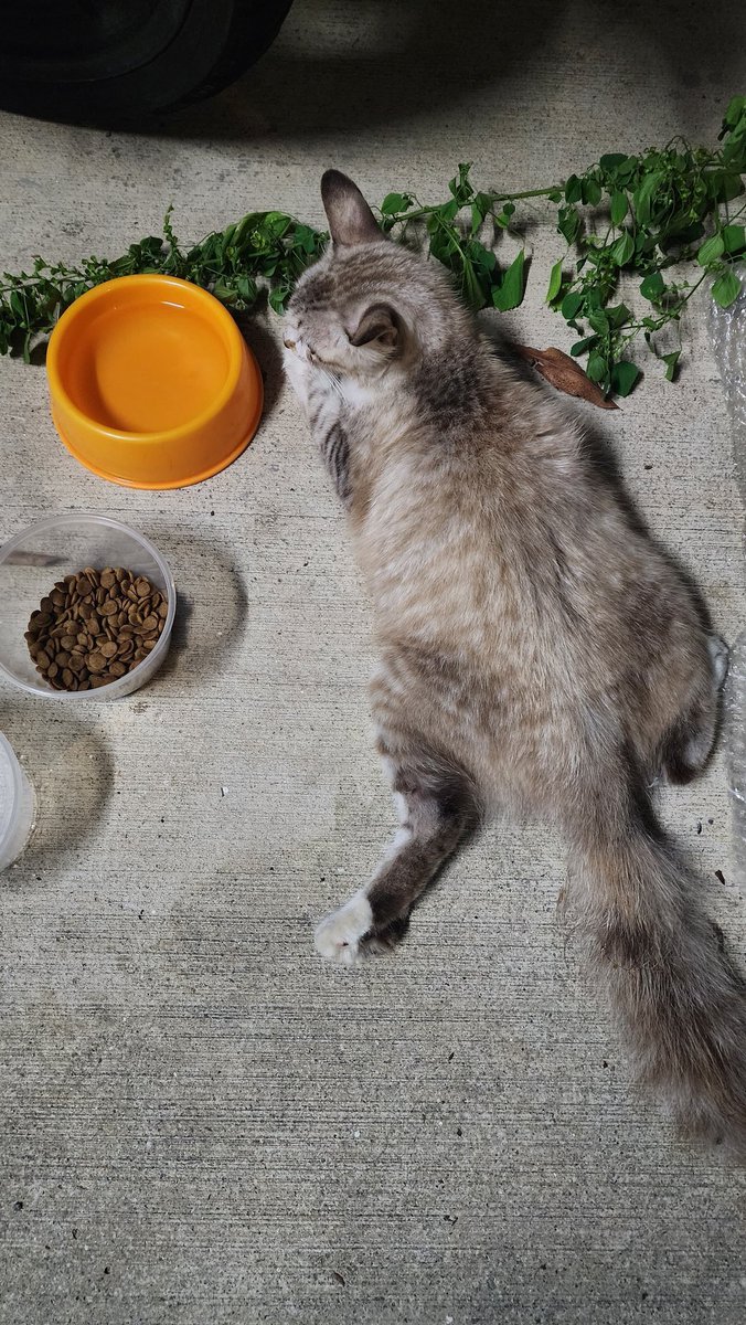 rizarul's tweet photo. So malam semalam tetiba ada sekor kucing ni terdampar depan pintu pagar rumah. Ingatkan duduk saje show off bulu dia. Sekali nohhh dia merengek kesakitan.

Bagi air, dia minum. Angkat badan dia nampak patah kaki sebelah. Aku tak tau jadi sebab kena langgar ke apa.

Gambar harini. https://t.co/B5Qvcrm4rr