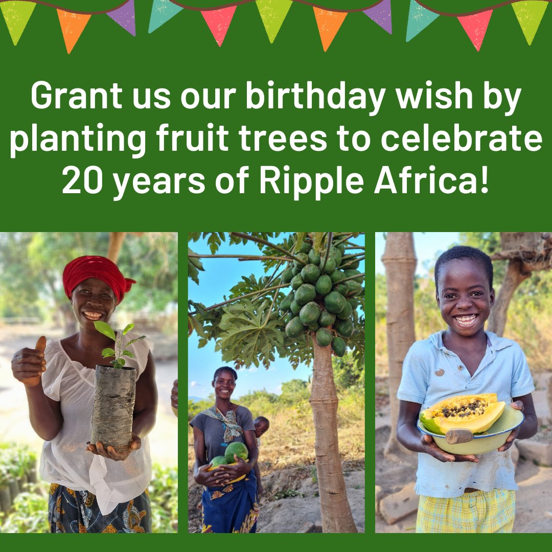 We have a special birthday wish to help us celebrate 20 years and that’s to plant as many fruit trees as possible. 

For every donation received this birthday week, we’ll plant an additional tree as a thank you. 

Grant us our birthday wish here: rippleafrica.org/20th-birthday/

#Malawi
