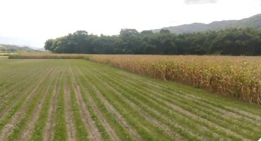 #MaduroMásPueblo 🗞️ Pequeños productores de #Portuguesa reciben insumos para siembra de maíz. ¡Vamos pa'lante!