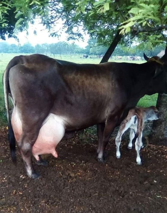 AfricanGrowers's tweet photo. What would you might have been doing if you have a herd(nothing less than 100heads) of this breed with other resources?
Tag a friend. #cow #herd #herders #rancher #nomadic #farmers #africangirls #africanwomen #meninag #TAGsFarm https://t.co/MQnPpdYNq8