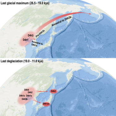 robertosaezm's tweet image. Dos dispersiones humanas al final del Paleolítico desde la costa norte de China 
1) hacia América, durante el Último Máximo Glacial (26,5-19 ka) 
2) hacia Japón, hace 19-11 ka 
Fuente: doi.org/10.1016/j.celr…