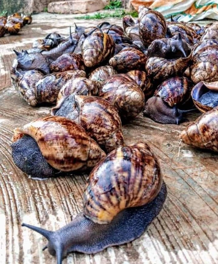 Julisha on Twitter "You can make your money as a snail farmer by doing the following Selling
