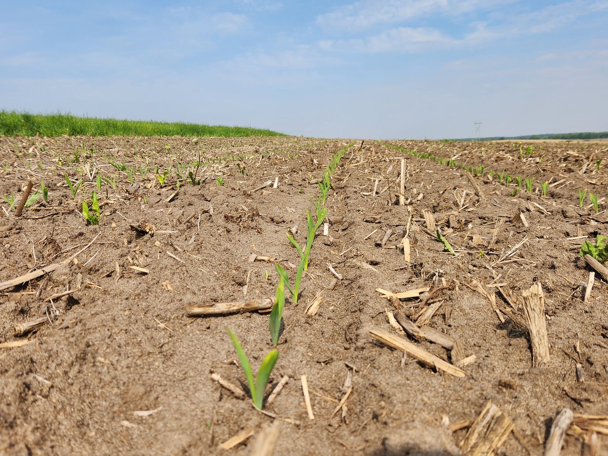 hort4cy's tweet image. The same, but different. 🌽🌱 
Next step experiment with #rootsnotiron. #IowaAg