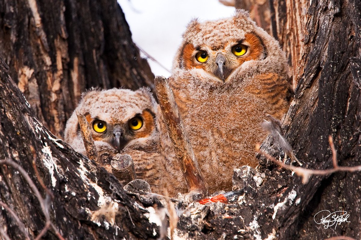 perryralph's tweet photo. @admired_art #bird Peeking out. Two great horned owlets peeking out of the nest at the photographer #owls #BirdsOfTwitter #greathornerowls # https://t.co/Xq2Qji87E1