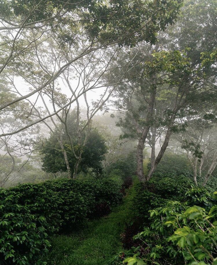 Ministerio de Turismo RD on Twitter "¿Dónde están los amantes del Café