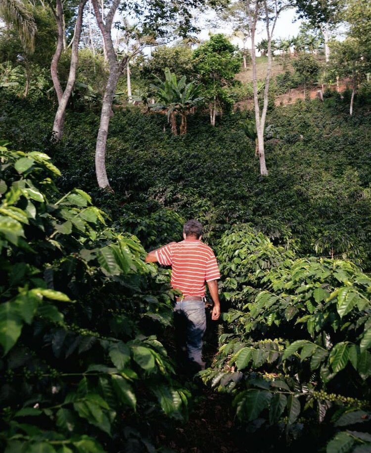 Ministerio de Turismo RD on Twitter "¿Dónde están los amantes del Café