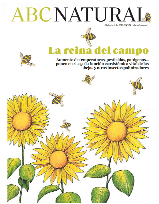 charo_barroso's tweet photo. Medioambientalistas en Miniatura 
🐝🐝🐝
#ABC_Natural
La Ciencia destaca el rol vital de los insectos polinizadores como indicadores de la salud de los ecosistemas
https://t.co/NqA3poRZmi https://t.co/HFRPzXWWzg
