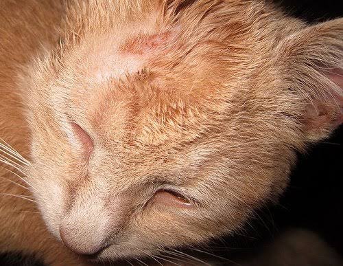 M7med_3bdlazez's tweet photo. مساء الخير دا ملخص لاول حالة Ringworm اشوفها النهارده
دا مرض القوباء الحلقيه Dermatophytosis او Ringworm
عدوي فطريه بتصيب الجلد غالبا الكلاب والقطط وبتتنقل للبشر عادي لو لمسوا الحاله المصابه
بتكون عبارة عن مناطق دائريه خاليه من الشعر غالبا بتكون في الوجه والاذن والقدم والذيل
🔽 https://t.co/xEWwcRLfuO