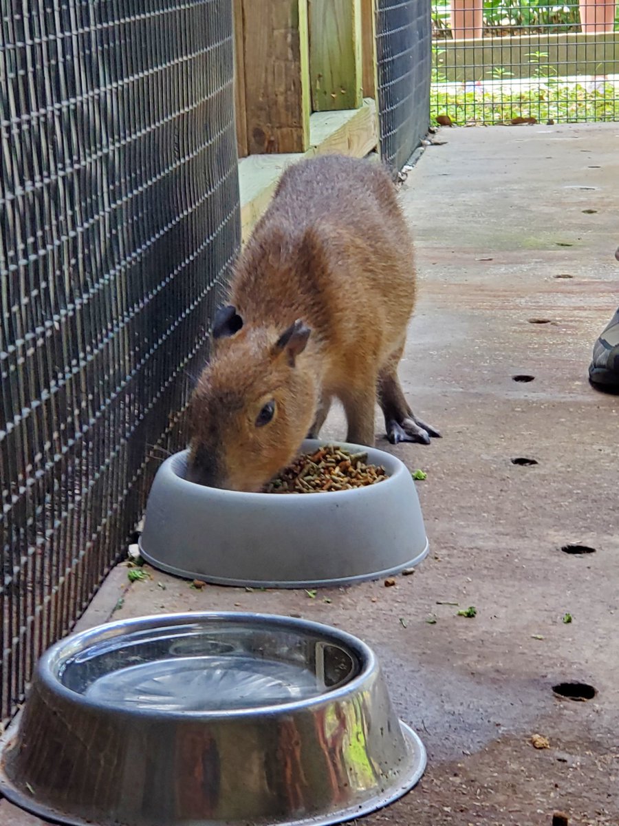 Axelthebigdog's tweet image. Capybara monched my shirt, can&apos;t have shit in Florida