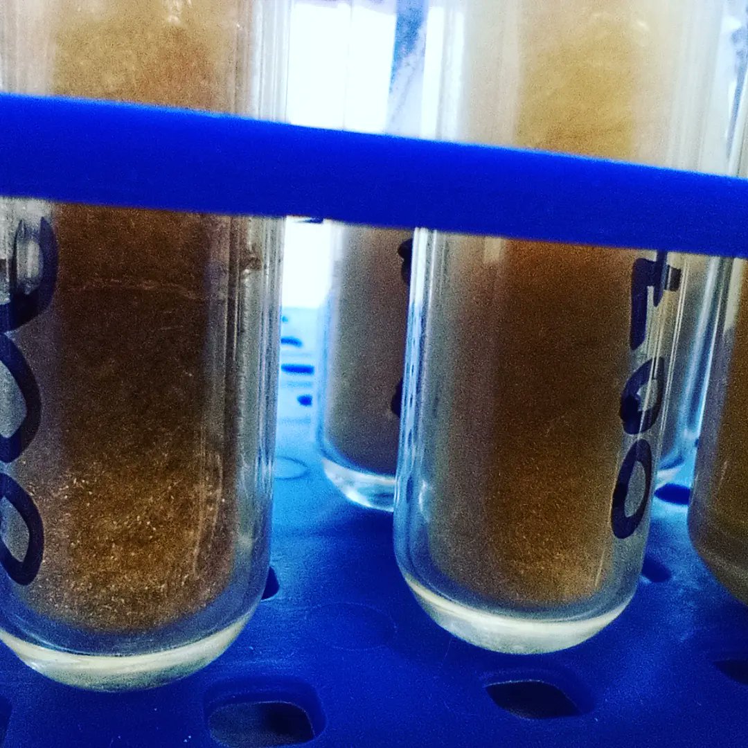 Our new stable isotope prep lab is up and running. This is the first collagen extracted there! It should tell us how prehistoric and Viking settlers in the Scottish islands were rearing their animals! #archaeology #archsci #bioarch #labwork
