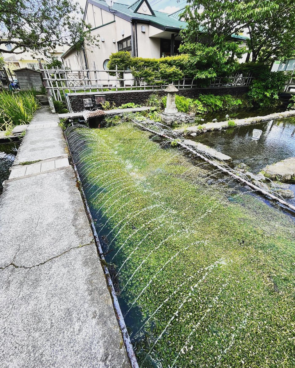毎週のボランティアの方のメンテナンスのお陰で、今年も梅花藻の花が綺麗に咲いています。