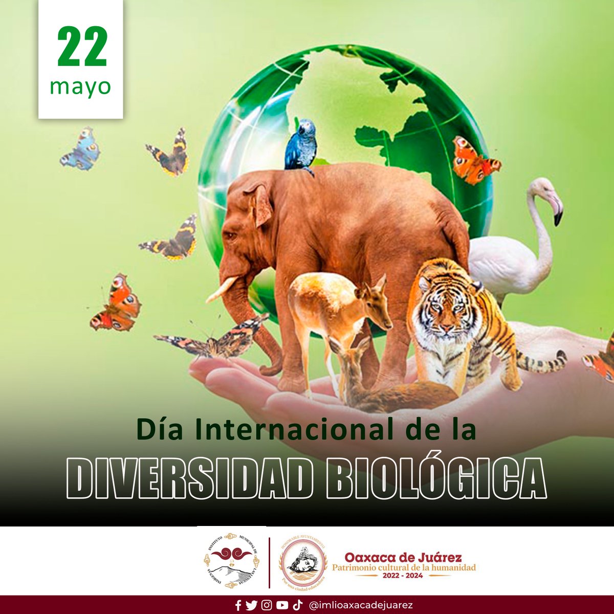 📷📷 Hoy celebramos el Día Internacional de la Diversidad Biológica, honrando la riqueza de vida en nuestro planeta.
#sostenibilidad #DíaDeLaDiversidadBiológica #Conservación #Sostenibilidad #IMLI #AccionesIMLI #LenguasIndígenas #ElEjemploArrastra #PorUnaCiudadEducadora