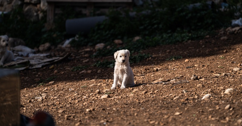 LAV_Italia's tweet photo. 🔶Provvedimento storico!

Finalmente pubblicata una Legge che affida a Commissione parlamentare d'inchiesta il compito di indagare su #zoomafia e attività illecite a danno degli animali.

Basta maltrattare gli animali e sfruttarli per scopi illegali!👇