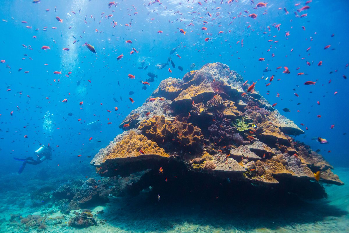 Today is #Biodiversity Day, so we are celebrating the most diverse ecosystem on earth, the ocean!   

Did you know that the ocean hosts a greater diversity of organisms than anywhere else on Earth?

#BluePlanet 🌊🪸🐳