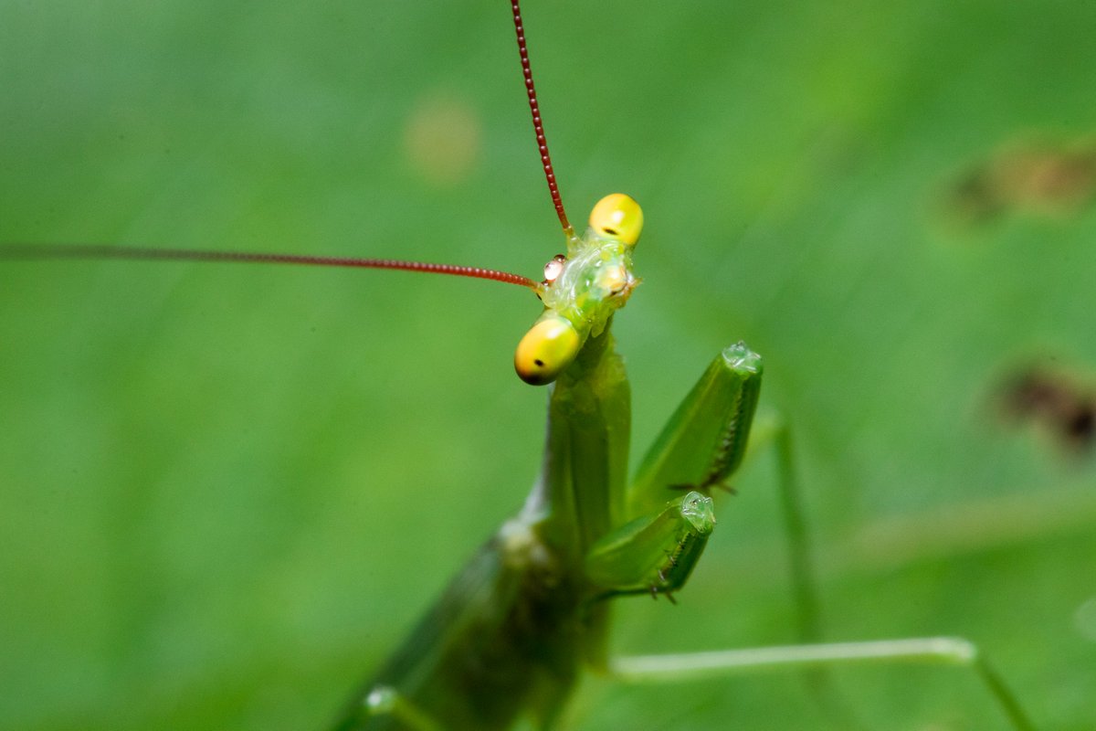 Prazer, sou o Microphotina cristalino!😃Fui encontrado pela primeira vez, por dois pesquisadores, no sul da Amazônia, Mato Grosso (meu habitat natural). 

Sou uma espécie intrigante e até fofinha. Vou te contar um pouco mais da minha história…

Fotos: Leo Lanna