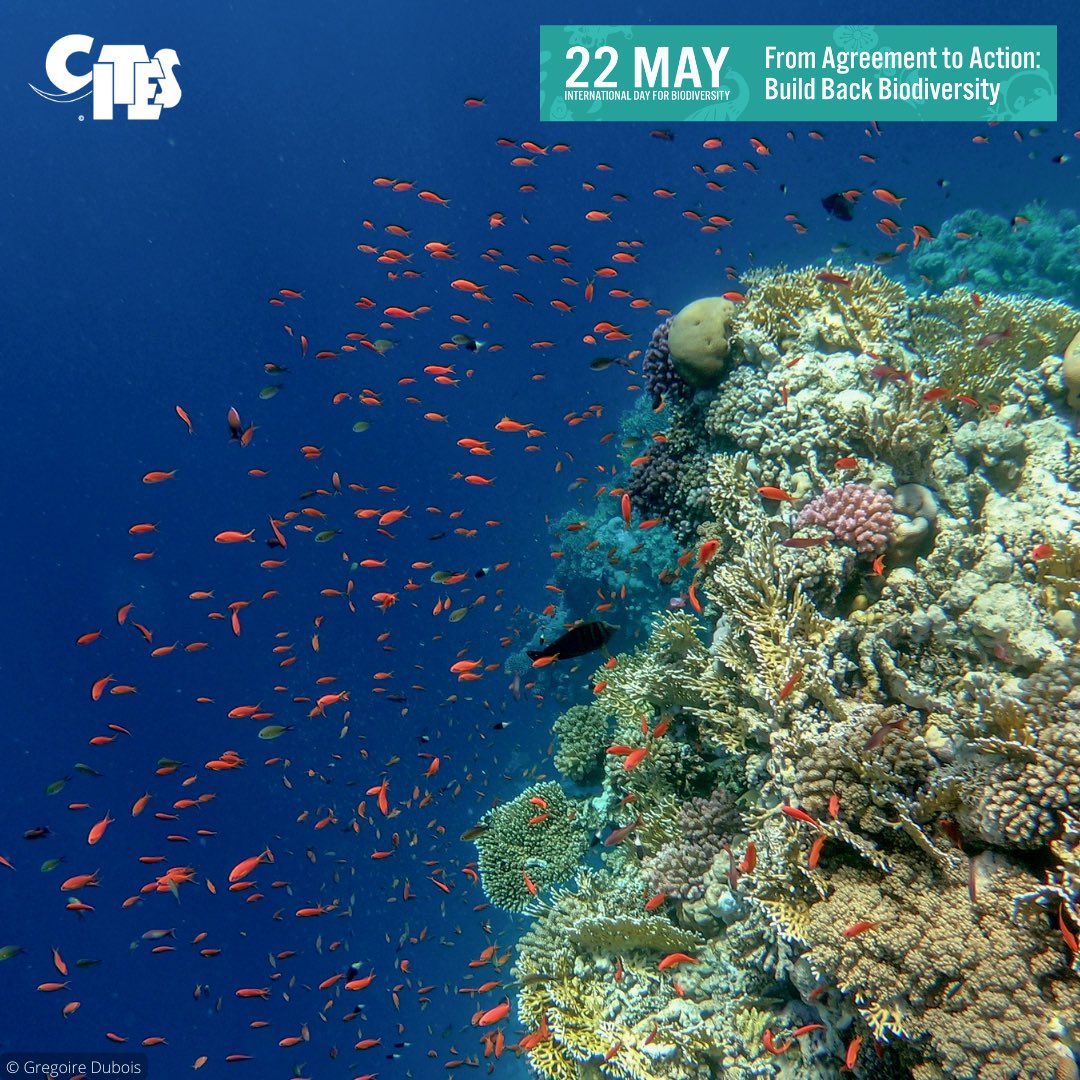 ivonnehiguero's tweet photo. It's #BiodiversityDay🦎🦋! CITES is a 50yr old global conservation agreement to avoid intl. wildlife trade harming the survival of animals&amp;plants in the wild. Parties #BuildBackBiodiversity by contributing to #KMGBF Target 5 ➡️https://t.co/n4nicuSfjd #CITESat50 #AgreementToAction https://t.co/hjqQgW0eyF
