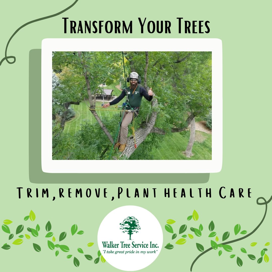 TreeWalker's tweet image. We have the experience to assist you with whatever your needs are.  We are licensed and fully insured for your protection.  Call us or fill out a request form today! 1l.ink/3PXXL5B
#WalkerTreeService #LocalBusiness #NorthoftheRiver #ExperiencedTreeService