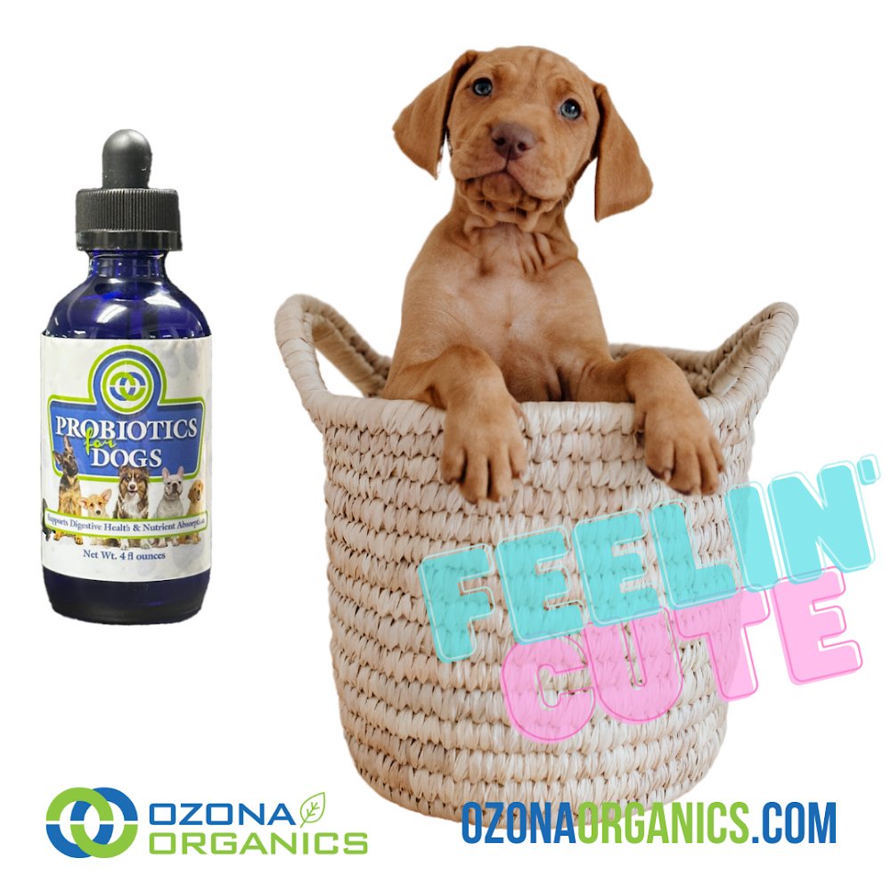 OzonaOrganics's tweet photo. Your pup's gut health is just as important as yours! Try Ozona Organics Probiotics for Dogs to boost nutrient absorption and improve digestion. #HealthyPets #HealthyLifestyles https://t.co/DfbCmqFXA8 https://t.co/3jFjULul1I