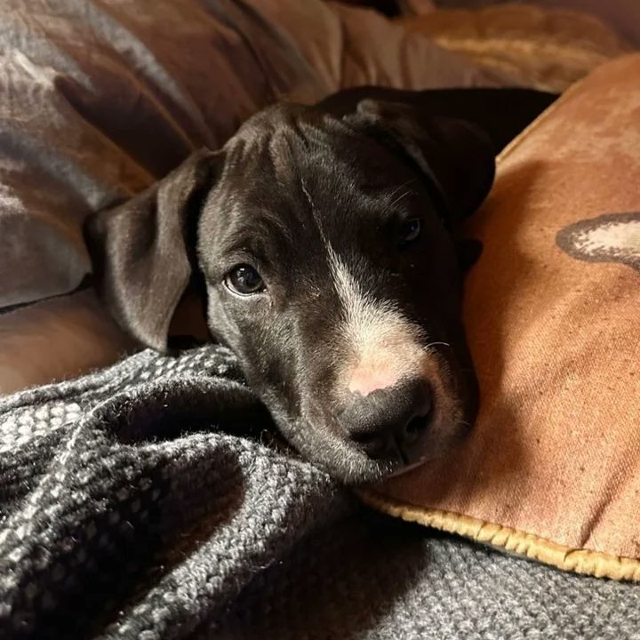 Milo 🐶 🍁  #milo #campo #otoño