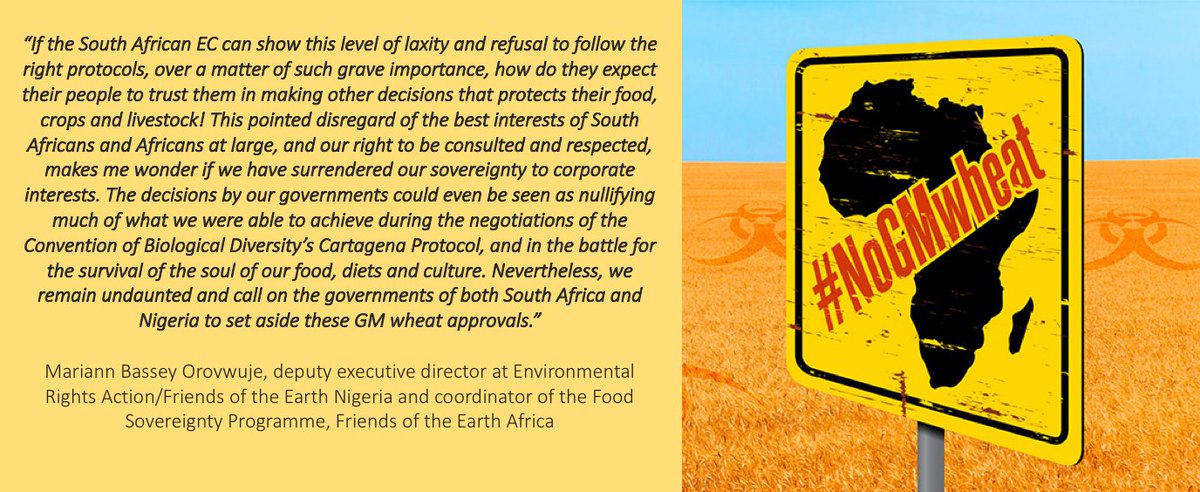From across SA, the rest of the African continent, and the world, 85 organisations supported ACB’s submission requesting the the SA govt to review its decision to allow the importation of GM wheat.
Read the full press release: t2m.io/gm-wheat-out-o… 
#NoGMWheat