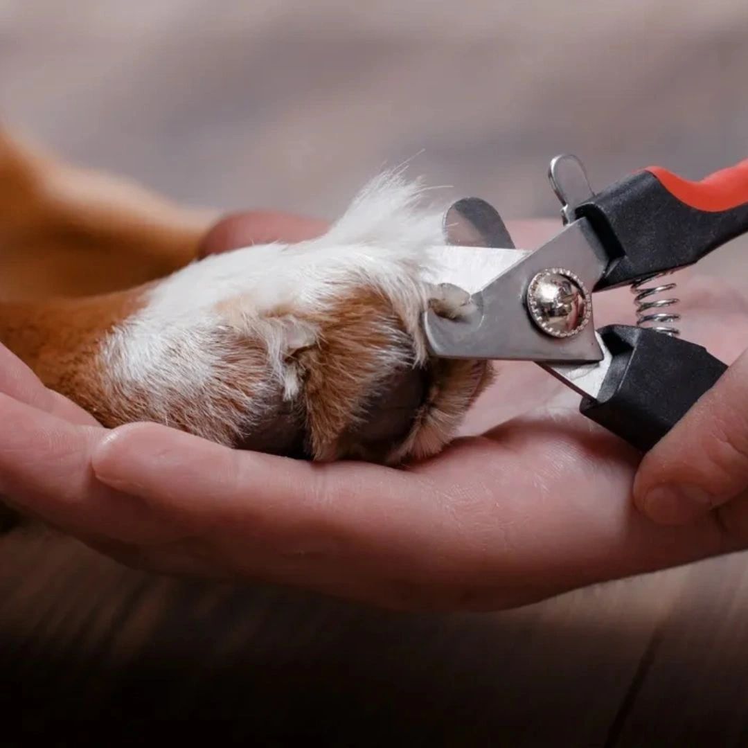 cascadevetctr's tweet photo. Quick tip: While we're happy to take care of your pet's nails for you while you're here, if you're trying to do it at home, cut before the curve of your dog's nail and have some styptic powder on hand in case of an accident! #DogCareTips #DogNailCare https://t.co/PCqLNxpccf