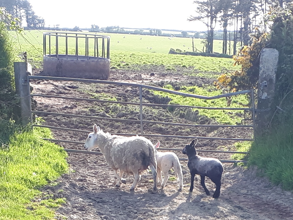 DavidstowInfo's tweet image. The sun was still shining yesterday evening, so I decided to cycle up on to #Davidstow Moor again.

However I found the road blocked by a mother sheep leading her offspring astray:

1/n
