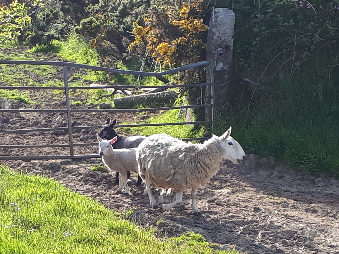 DavidstowInfo's tweet image. The sun was still shining yesterday evening, so I decided to cycle up on to #Davidstow Moor again.

However I found the road blocked by a mother sheep leading her offspring astray:

1/n