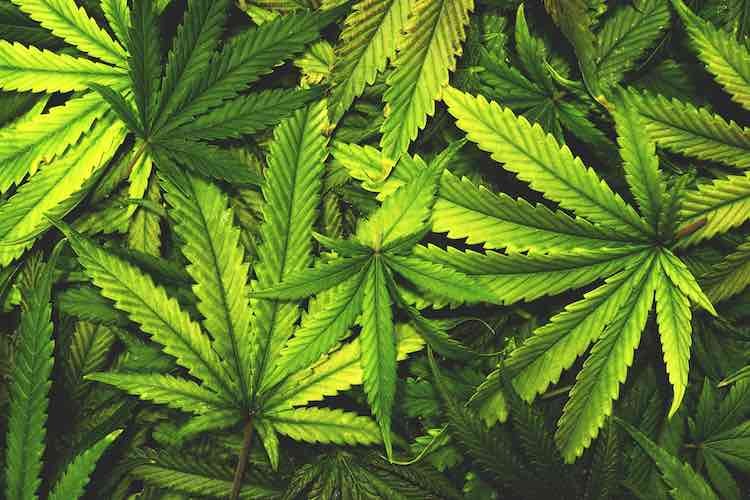 420 Industry tweet media