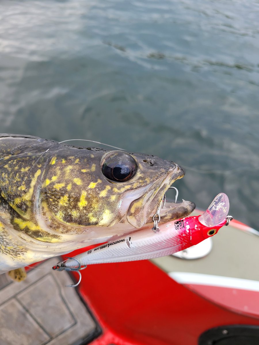 PeteMaina: Had a big time yesterday at Fishing with Stars event. Though no size records set, lots of walleye, crappie, gills... some bass and pike too. Fisherpeople are good folks