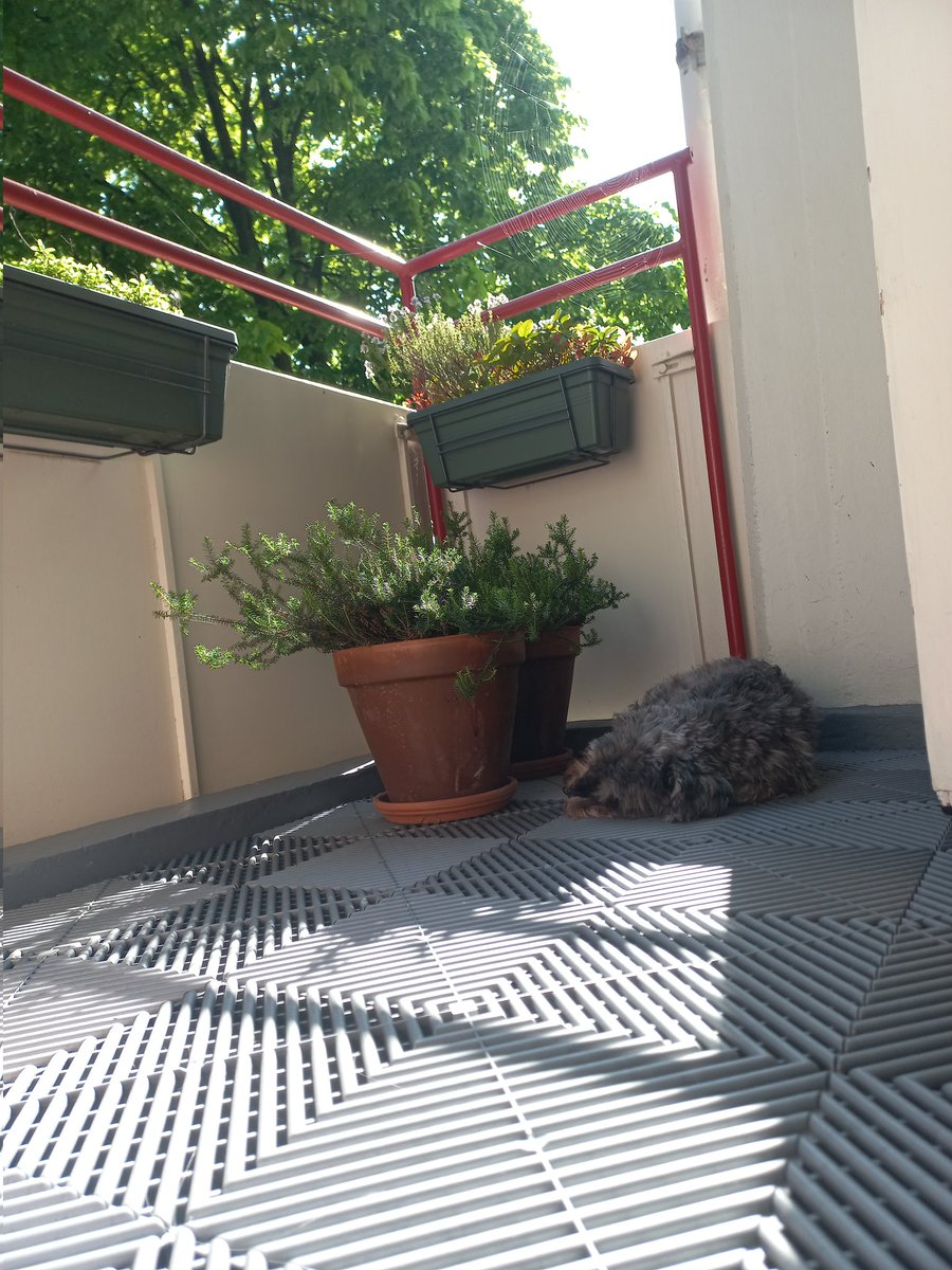 AmsterdamNurse's tweet photo. Snoozical #balkontuin #SchnauzerGang https://t.co/zGazcqOZpU