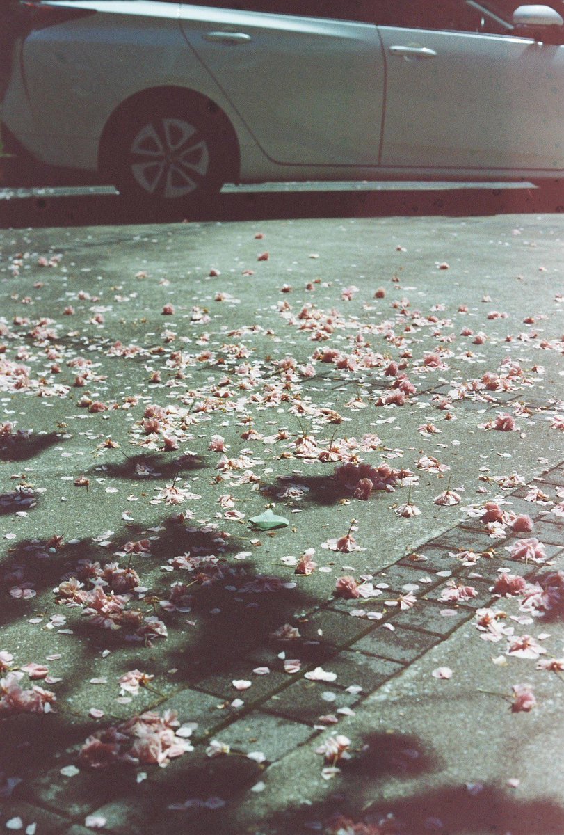 『 season 』

不思議な色味。
もう夏だね。

2023.05.22

#フィルムカメラ