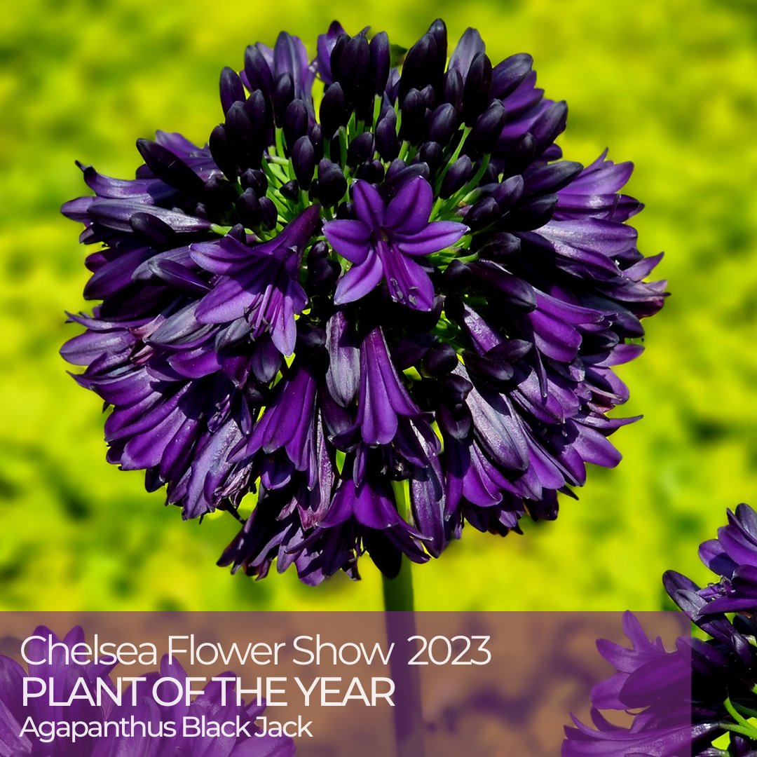 hayloftplants's tweet photo. Chelsea Flower Show 2023 has announced its Plant of the Year!
Introducing Agapanthus Black Jack, the stunning deepest shade of indigo flowers; it truly is a statement plant for any garden! https://t.co/mvjvA3k6k2