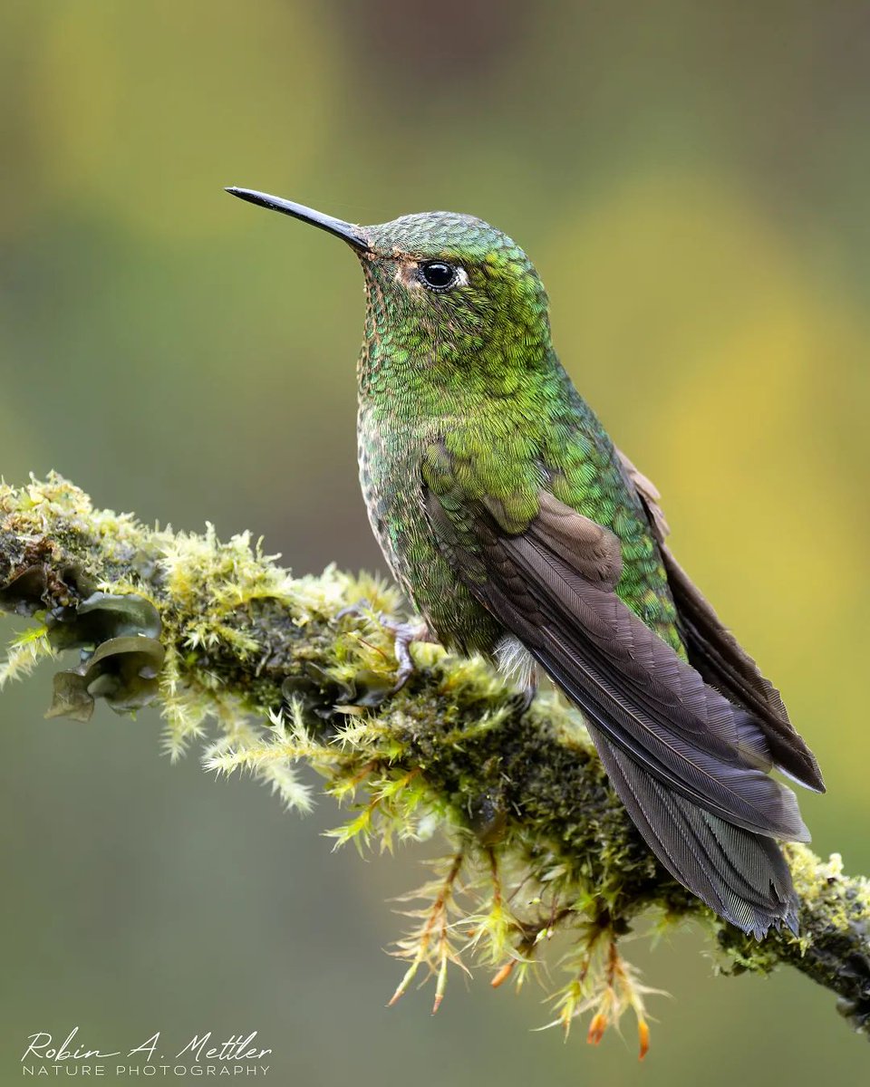 Let's start today with the smallest bird in the world.
