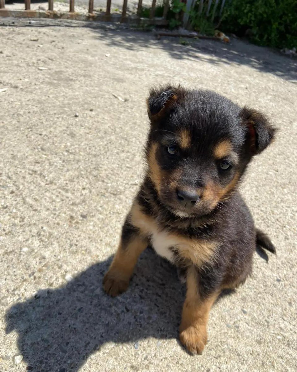 ZcecaSvetlana's tweet photo. Bobisko🍀🤎
Najsladji asistent, email odgovarac
RT🙏
-1.5 kg čiste ljubavi
-  Star 2 meseca
- koristi pelenicu
- Očišćen od parazita
- Primio prvu vakcinu
- Biće srednjeg rasta
- Mama mesanka crne malinoe (patuljasta verzija) 
-  Kontakt: +381645332325 https://t.co/K71Kk1abxk