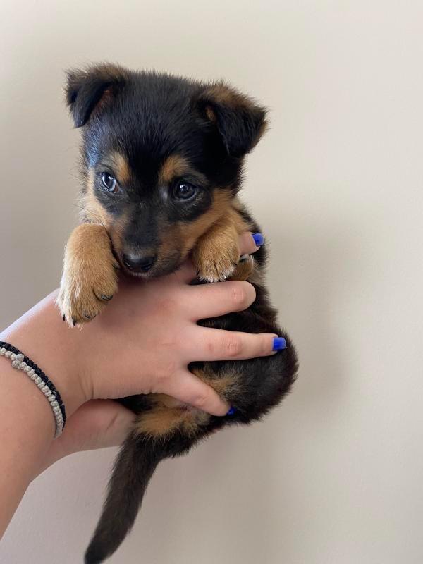 ZcecaSvetlana's tweet photo. Bobisko🍀🤎
Najsladji asistent, email odgovarac
RT🙏
-1.5 kg čiste ljubavi
-  Star 2 meseca
- koristi pelenicu
- Očišćen od parazita
- Primio prvu vakcinu
- Biće srednjeg rasta
- Mama mesanka crne malinoe (patuljasta verzija) 
-  Kontakt: +381645332325 https://t.co/K71Kk1abxk