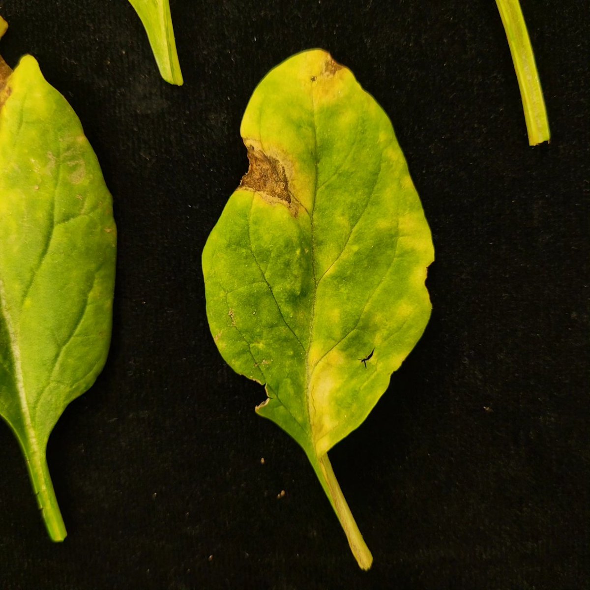 NCSU_PDIC's tweet photo. Downy mildew on spinach caused by Peronospora sp. The chlorotic (yellow) patches are an early symptom of this disease followed by larger, brown lesions with gray spores on the underside of the leaves. #oomycete#amaranthaceae#spinaciaoleracea https://t.co/5zNOGk702Q