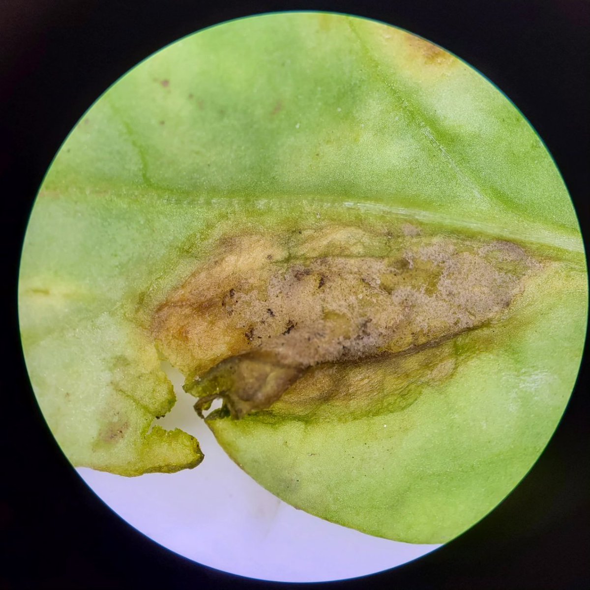 NCSU_PDIC's tweet photo. Downy mildew on spinach caused by Peronospora sp. The chlorotic (yellow) patches are an early symptom of this disease followed by larger, brown lesions with gray spores on the underside of the leaves. #oomycete#amaranthaceae#spinaciaoleracea https://t.co/5zNOGk702Q